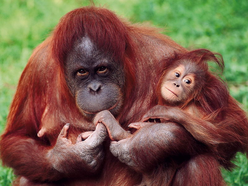 Berliner_Zoo_Sport_Orang_Utan